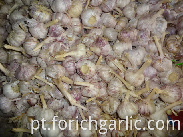 Fresh Normal White Garlic 5 0cm